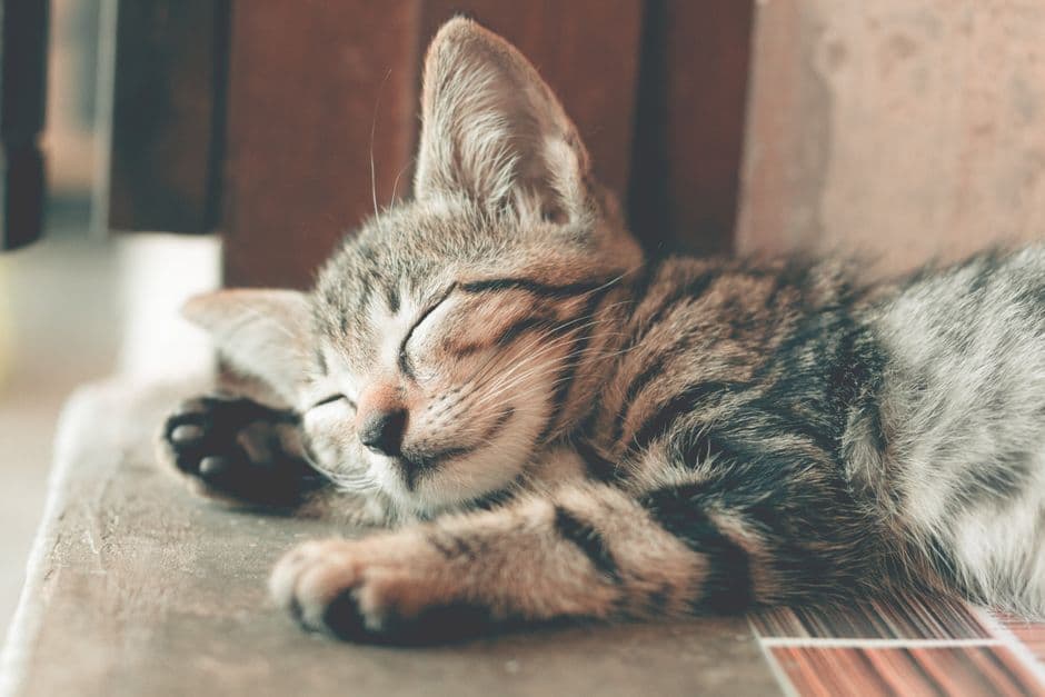 A tabby kitten sleeping peacefully on a wooden ledge